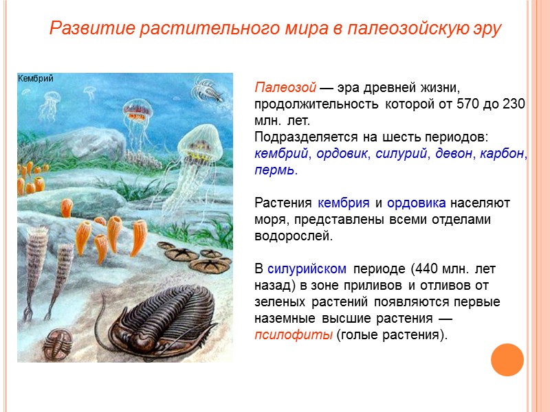 Палеозой — эра древней жизни, продолжительность которой от 570 до 230 млн. лет. Подразделяется